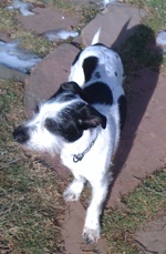 Gilda the dog